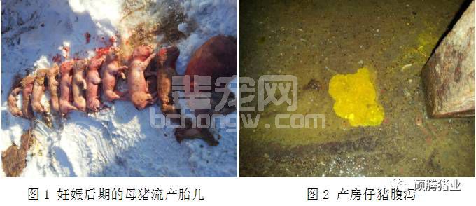 曹海涛：辽宁某养猪场一起疑似猪伪狂病的案例分析