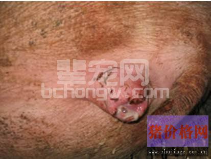 母猪产后消炎常用抗生素的优缺点分析