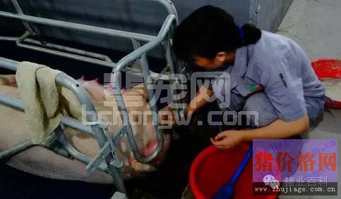 母猪夏季几种常见病的防治措施，简单易操作
