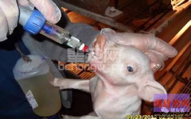 仔猪补铁过敏的原因分析及注意事项！