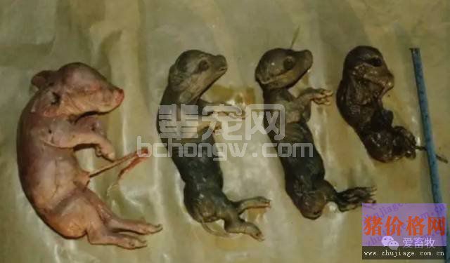 猪病解析：母猪产木乃伊、死胎、弱仔的原因分析