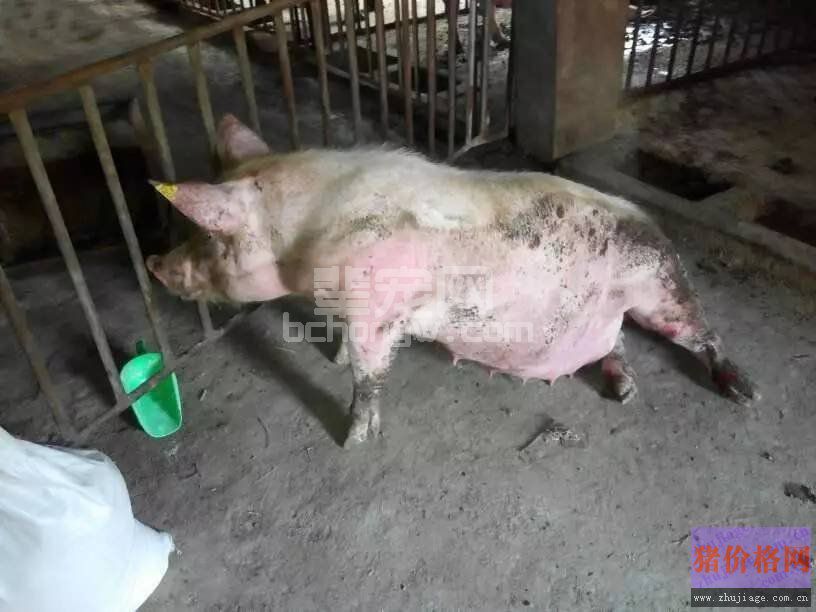 母猪瘫痪不容忽视，不治猪就废啦！