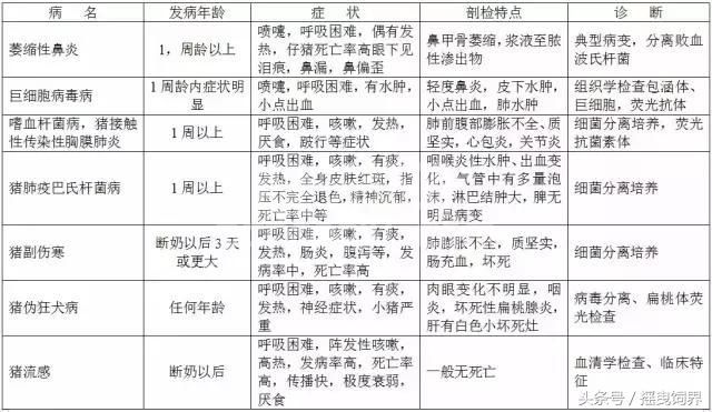 猪病鉴别表：判断猪病简单了，快存起来！