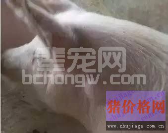 猪常见皮肤病图集，有效的治疗方法，一定要收藏！