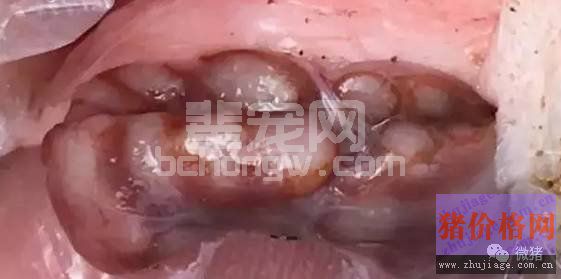 揭开“头号杀手”猪瘟的面具！深度剖析猪瘟诊断及防治