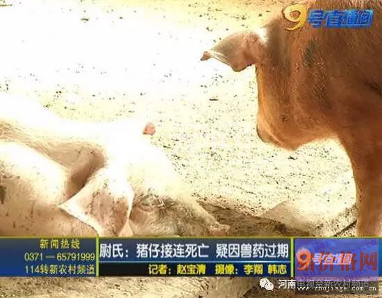 可怕！大批猪接连死亡！什么原因？