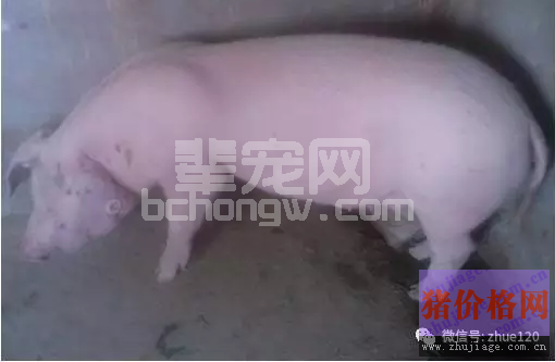 猪的李氏杆菌病，后备母猪不得不防！