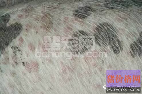老颜教你辨别皮肤病和圆环病毒病
