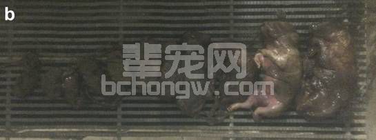 猪圆环病毒家族又多了一位成员 美国科学家发现PCV3