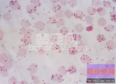 猪的附红细胞体病治疗时选药要以抗原虫药为主