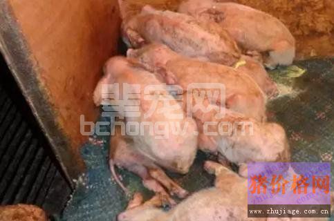 我对初生仔猪流行性腹泻的具体防控措施