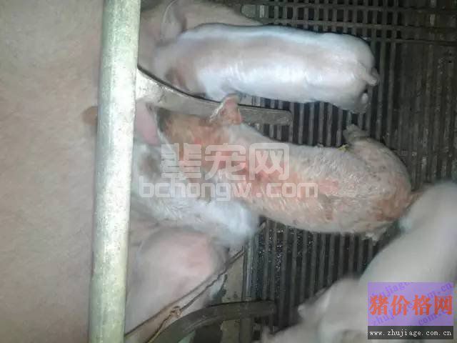 春季谨防仔猪渗出性皮炎 该病养猪散户或小规模猪场较多见