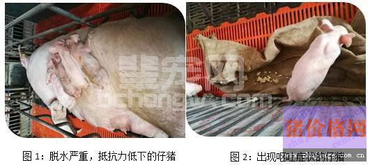 规模种猪场哺乳仔猪腹泻的治疗原则和步骤