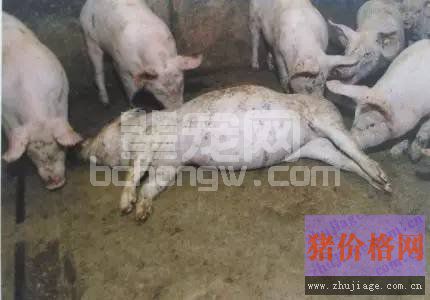 育肥猪的严重疾病信号你收到了吗？