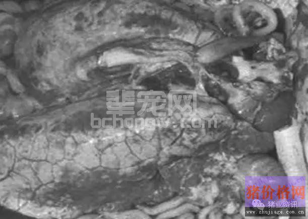猪圆环病毒与附红细胞体混合感染后应如何治疗？