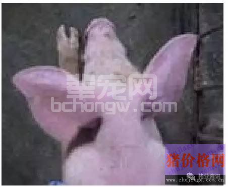 冬春季节养猪谨防猪群流行性感冒的发生