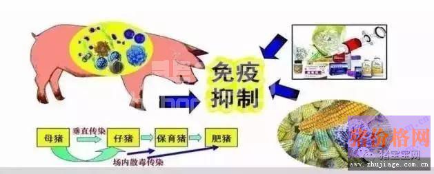 为什么猪病难治？这五点说到点上了！