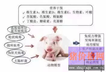 五个方面告诉你为什么猪病难治？怎样解决这个难题