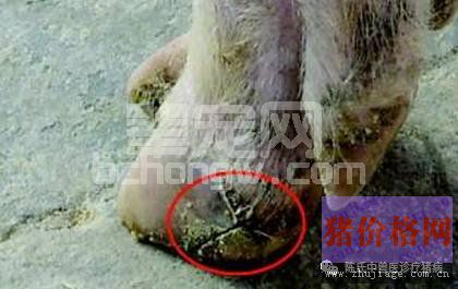 种猪肢蹄病的分析与防治措施