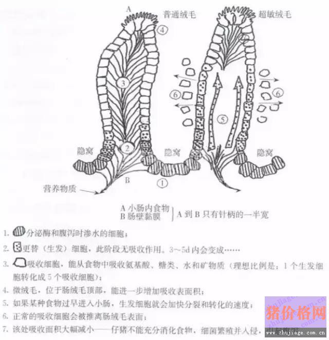 断奶仔猪为何容易发生腹泻？原因说的竟如此透彻！