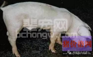临床症状鉴别结合病理解剖迅速诊断猪病