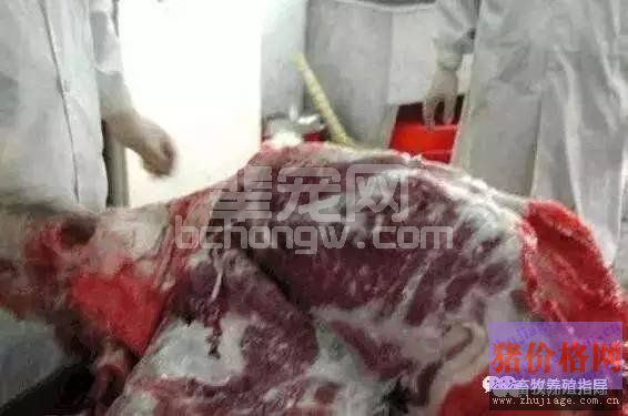 超全超经典的病猪剖解诊断解析!