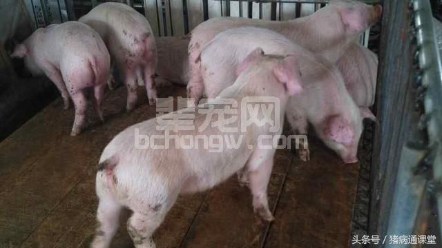 冬季养猪场咋这么费劲！链球菌发病高，还出现圆环怎么办？
