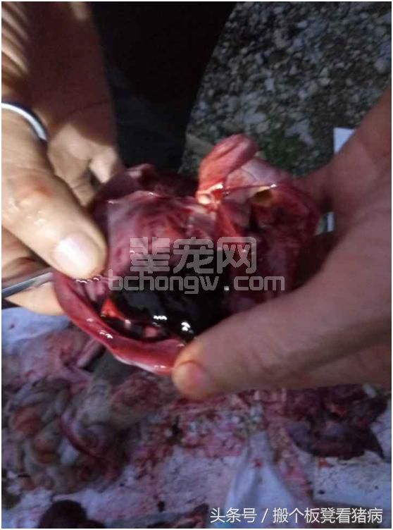 每个养猪场都有的疾病，了解本病比做疫苗更重要