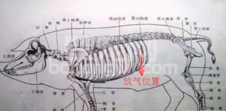 猪急性胀气导致猝死的原因分析和解决方式分享