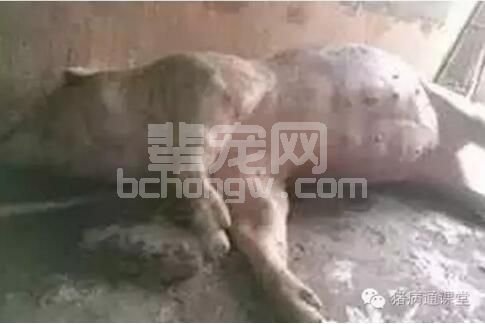 猪胀气突然死亡，原来是这个病在作怪！