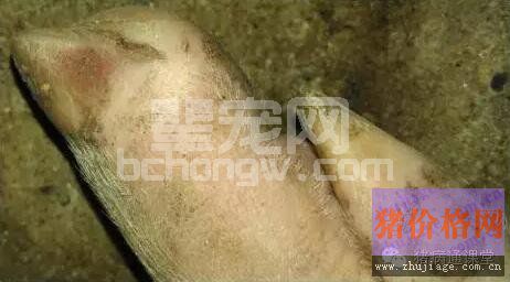 冬天这种病与口蹄疫很相似，猪淘汰率可增加20%以上！
