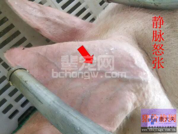 猪肺充血肺水肿典型症状图谱、诊断及防治措施