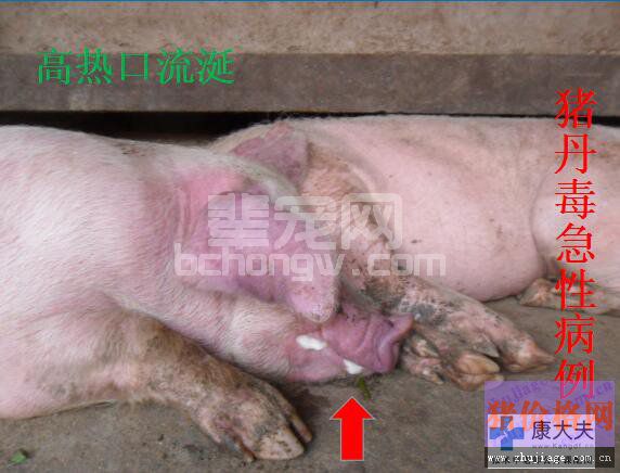 猪丹毒典型症状图谱、诊断要点及防治措施