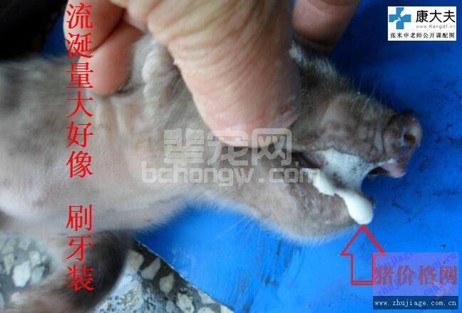 猪伪狂犬典型症状图谱、诊断要点及防治措施