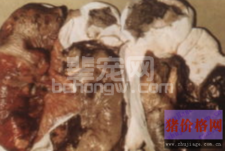小编带你揭开伪狂犬那神秘的面纱！