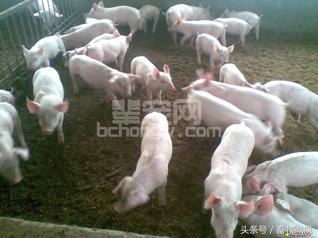 秋季如何预防新购仔猪不生病？