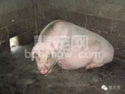 泪痕、泪斑的形成原因 挥之不去的泪痕、泪斑，难倒“养猪汉”