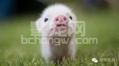 仔猪腹泻原因总结贴(一)