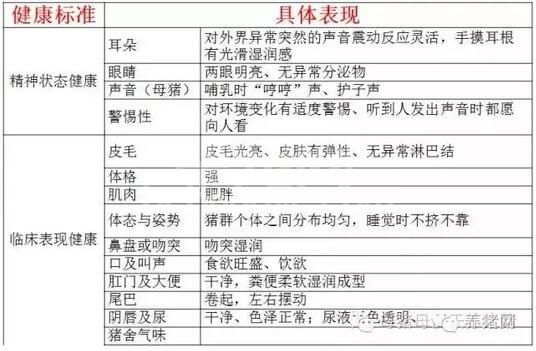 养猪47年的老猪倌：给猪看病用眼睛就够了！