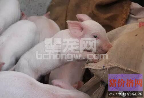秋季猪流感用药不当也会引发肺炎？！