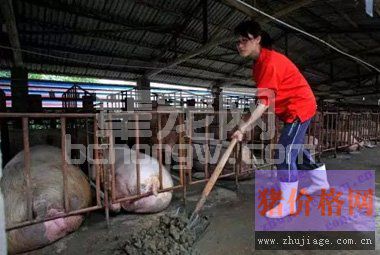 夏秋季节养猪，这四种常发猪病你至少遇到一种！