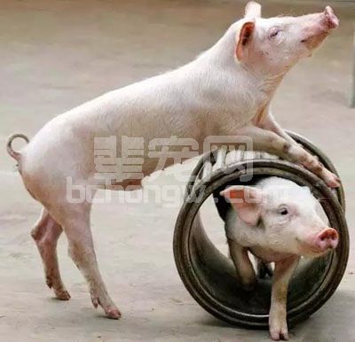 如何用鸡毛治猪病