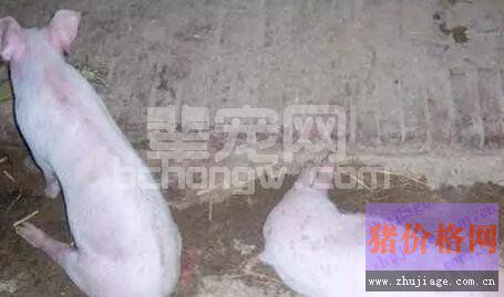 猪五号病经典病例诊疗过程典型案例