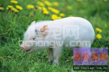 猪病“葵花宝典”，让你轻松诊断猪病
