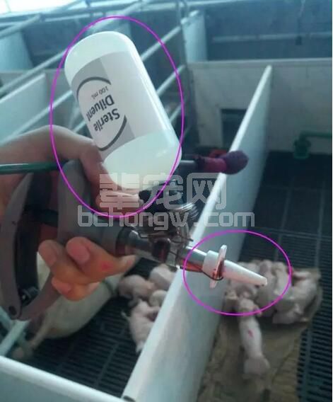 小猪滴鼻免疫操作麻烦，这样做可以简化工作量