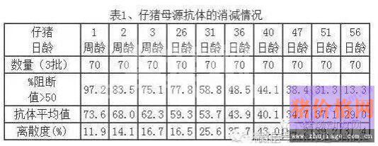 如何抓准仔猪猪瘟首免最佳时机？