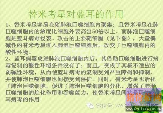规模养猪场为什么热衷于用替米考星压制蓝耳