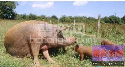 夏季猪跛脚，很可能是猪风湿病