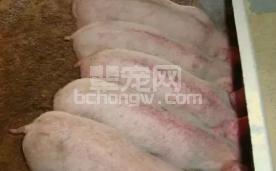 猪皮肤出现大量出血点，与这6种猪病有关