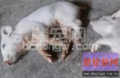 断奶前突然死亡，个大的先死，需要了解猪硒和维生素E缺乏症的防治技术